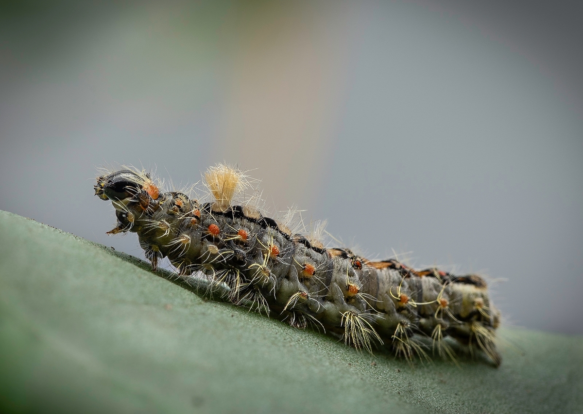 Vapour Moth Caterpillar - Ellen Bell